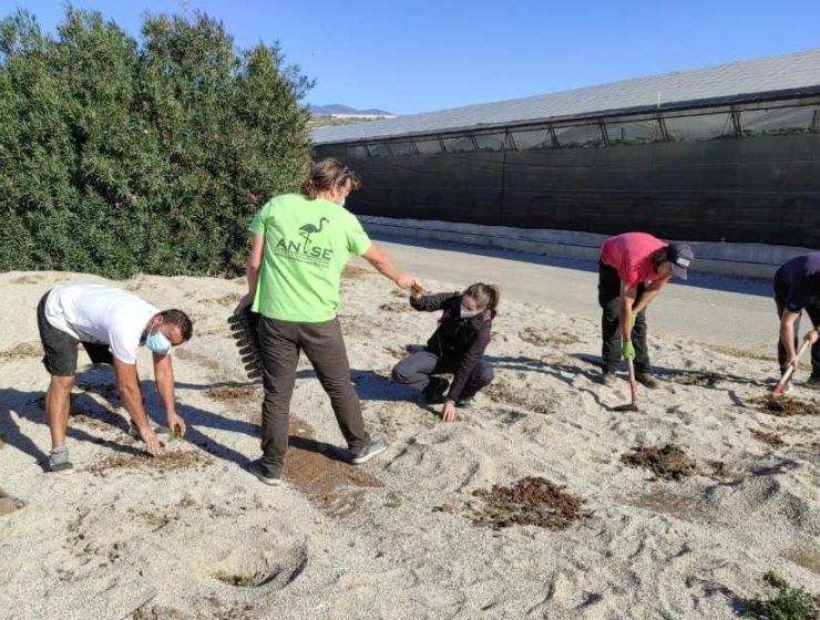 plantación de setos en Indasol ok