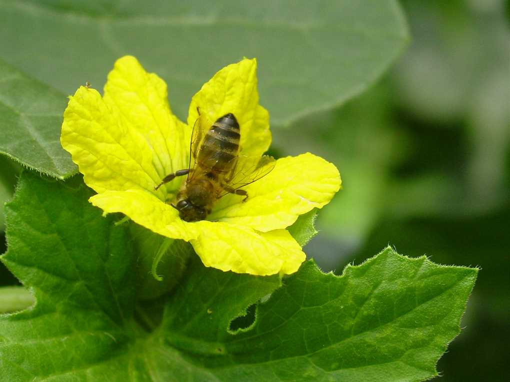 polinizador