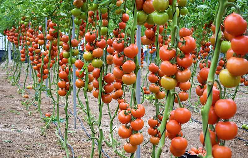 tomate romancero