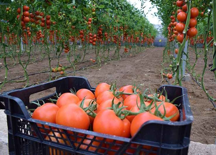 tomate romancero