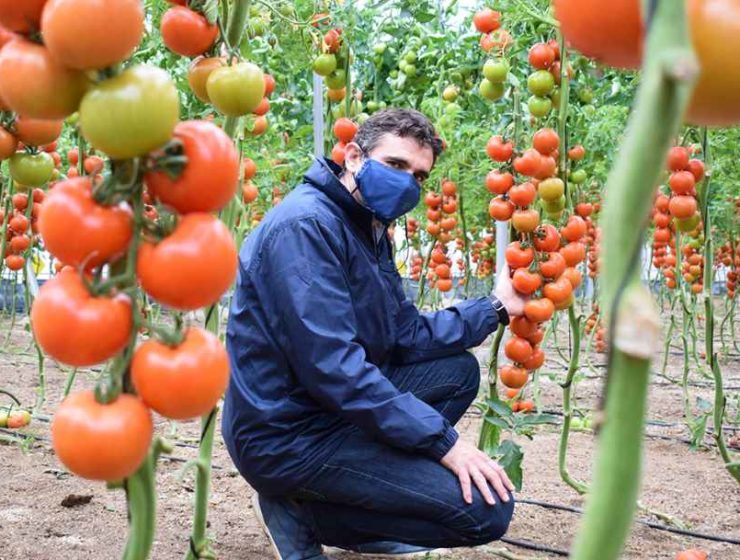 tomate Romancero