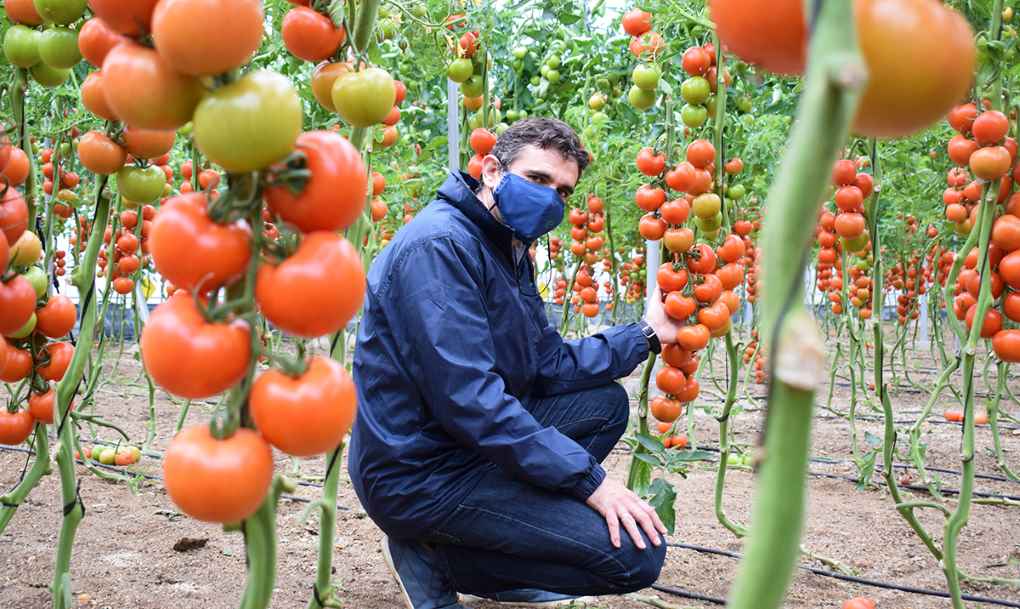 tomate Romancero