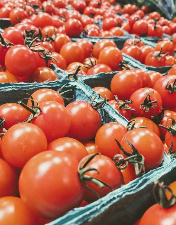 tomate marroquí