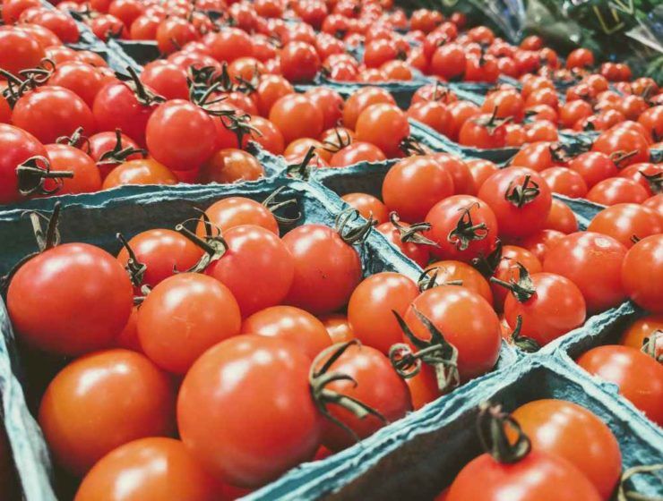 tomate marroquí