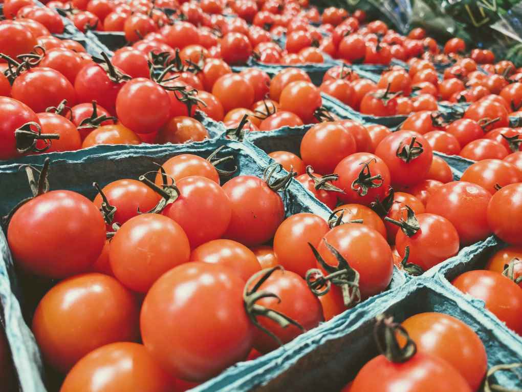 tomate marroquí