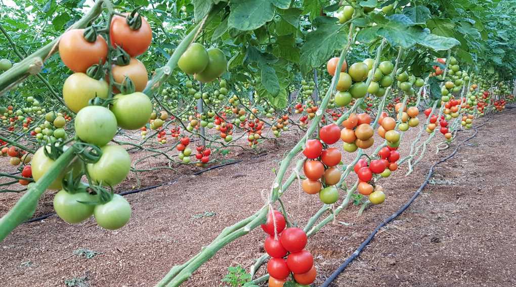 tomates