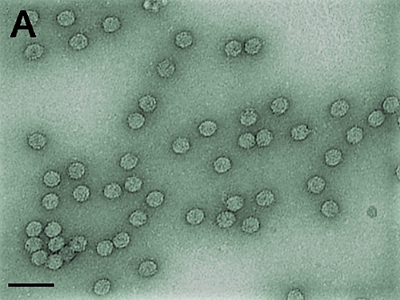 virus del mosaico