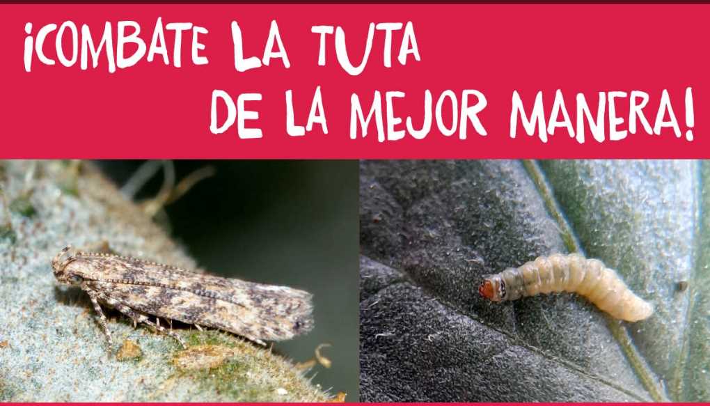 webinar tuta