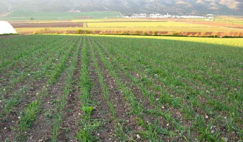 Finca producción ecológico