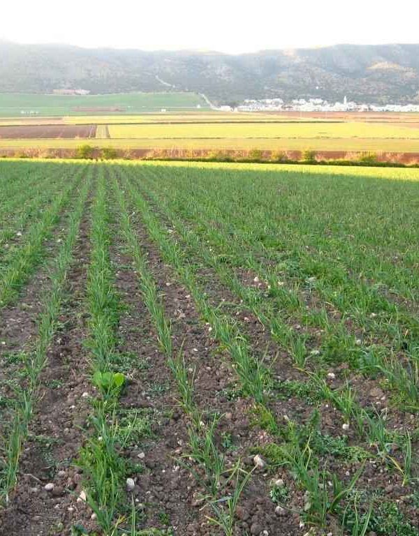 Finca producción ecológico