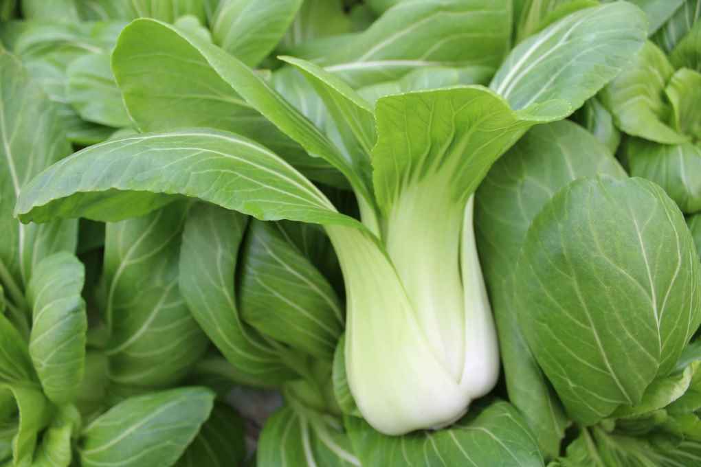 Pak choi Primaflor