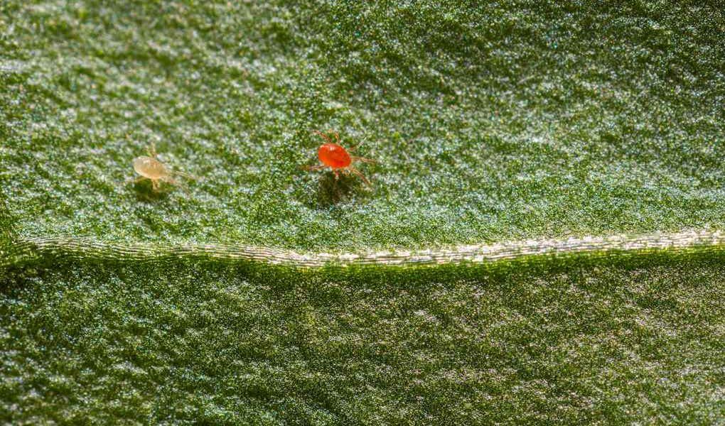 Spidex Vital_Koppert Biological Systems
