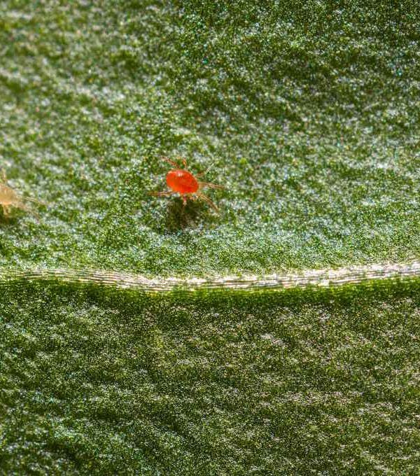 Spidex Vital_Koppert Biological Systems