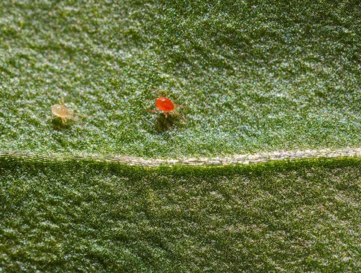 Spidex Vital_Koppert Biological Systems