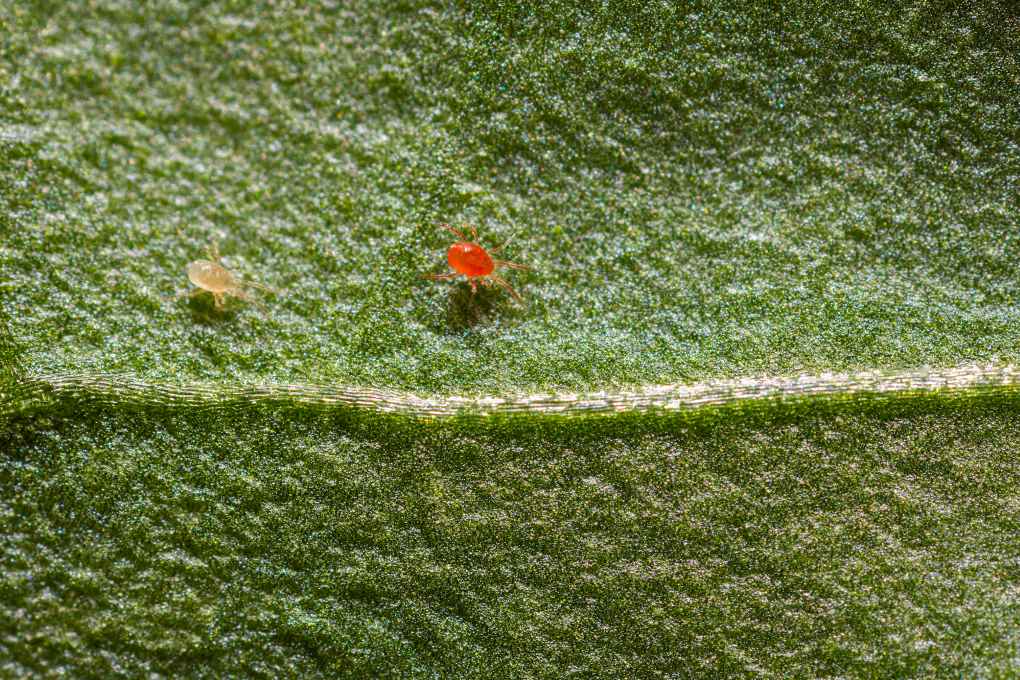 Spidex Vital_Koppert Biological Systems