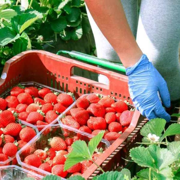 fresas