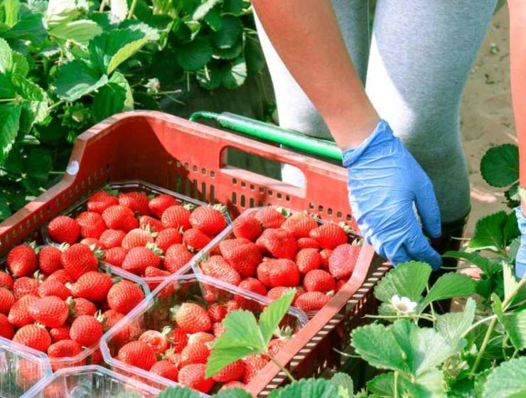 fresas