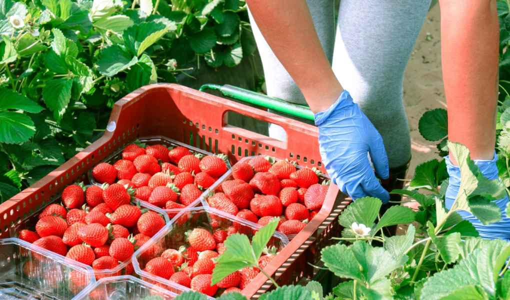 fresas