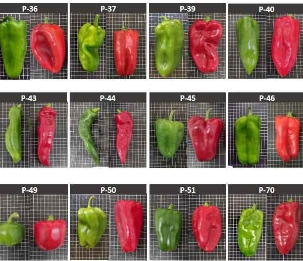 investigación pimientos IVIA