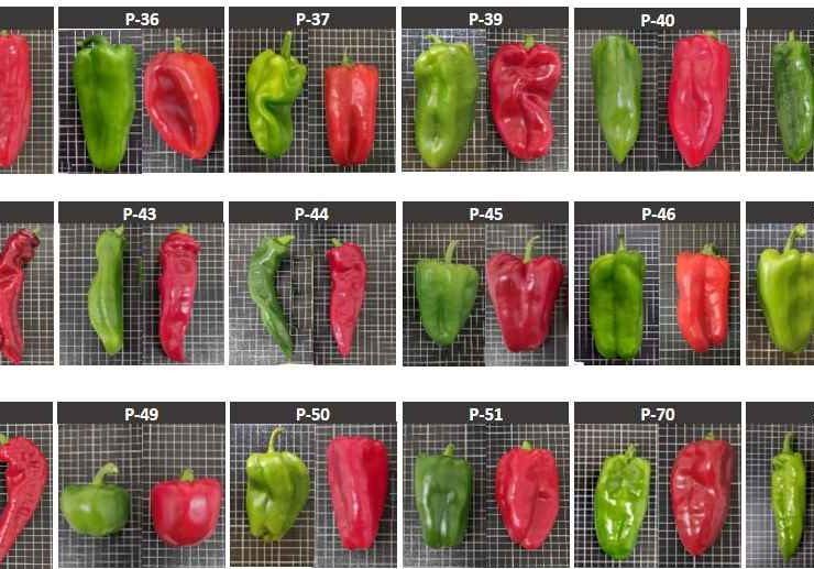 investigación pimientos IVIA