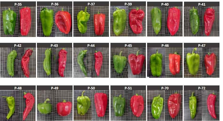 investigación pimientos IVIA