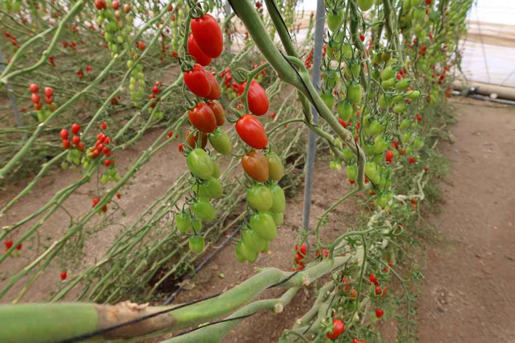 semillas fito tomate