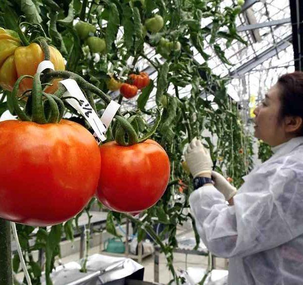 tomate Japón