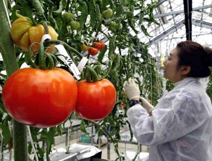 tomate Japón
