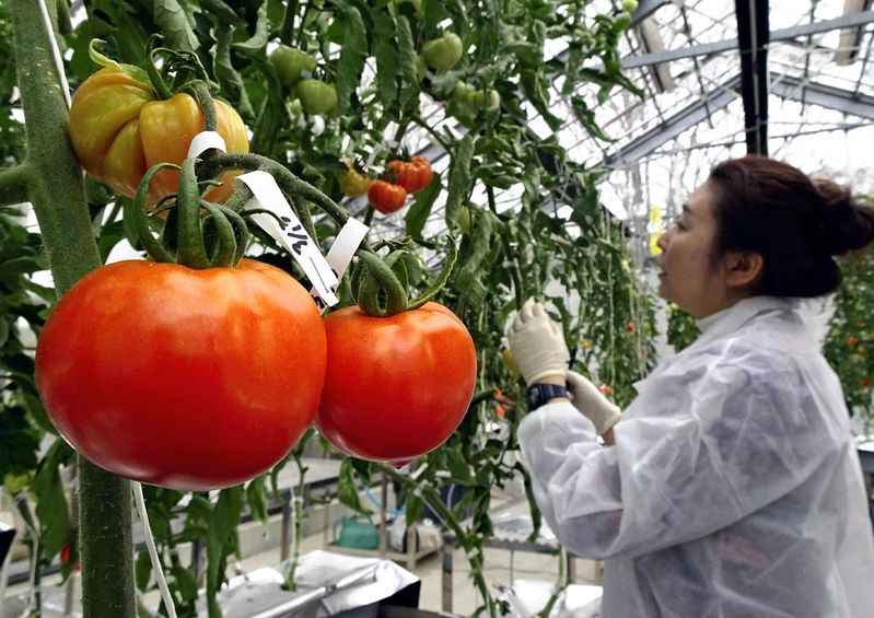 tomate Japón