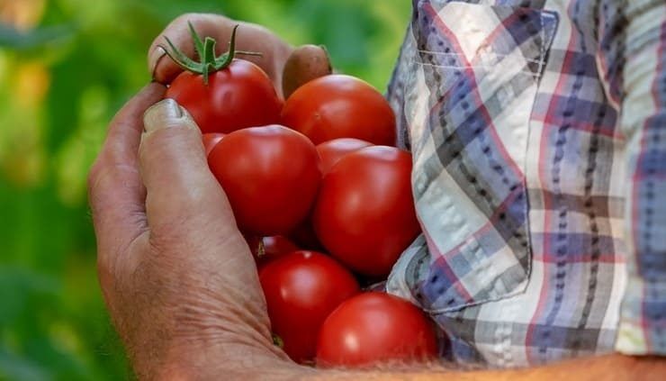 tomates Marruecos
