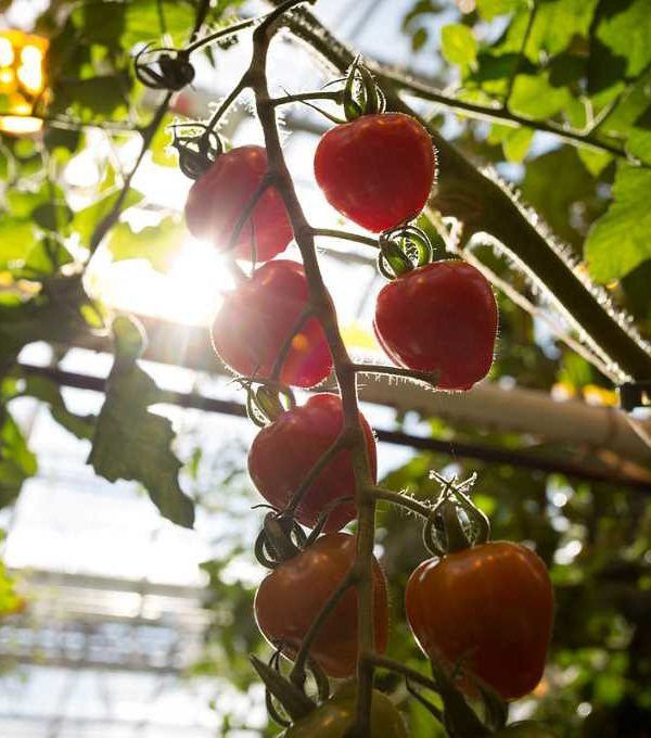 tomate