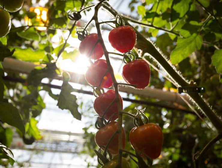 tomate