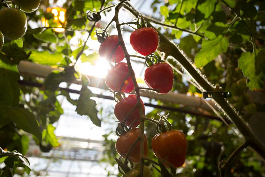 tomate