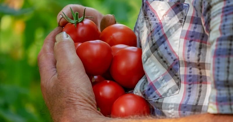 tomates Marruecos