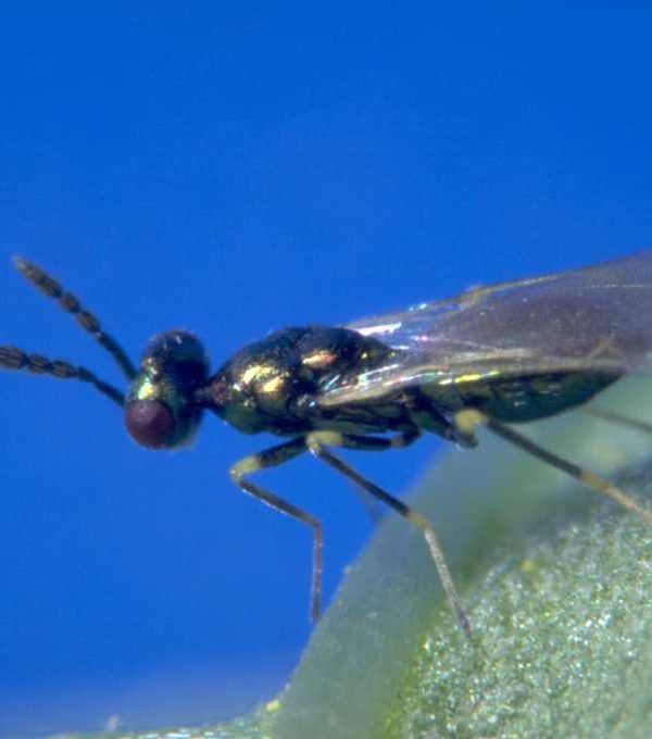 Diglyphus isaea_Koppert Biological Systems-6-1
