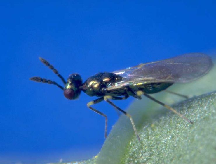 Diglyphus isaea_Koppert Biological Systems-6-1