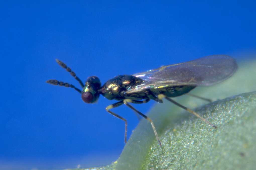 Diglyphus isaea_Koppert Biological Systems-6-1