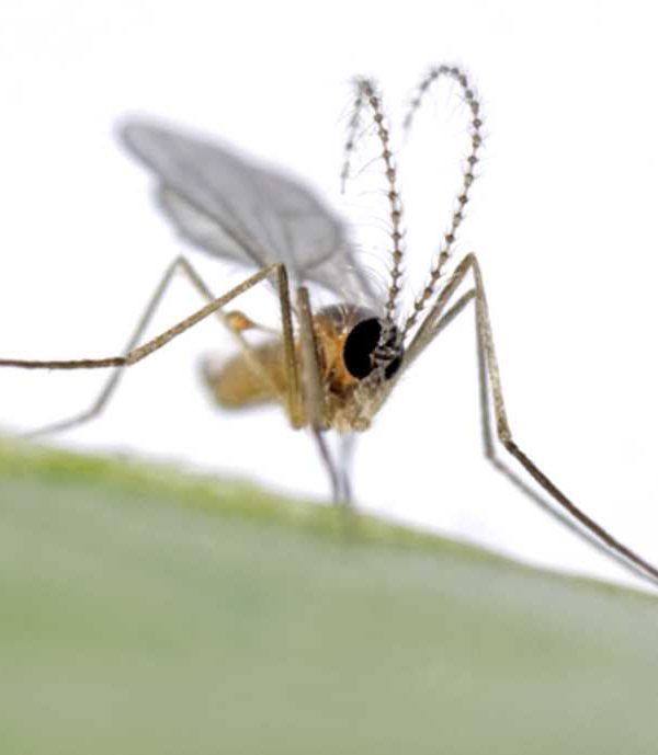 Insectos utiles de Bioplanet