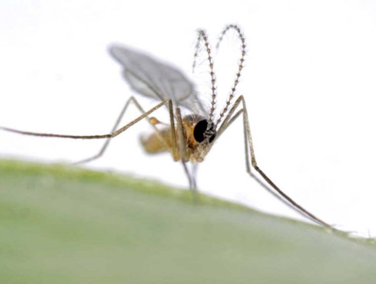Insectos utiles de Bioplanet