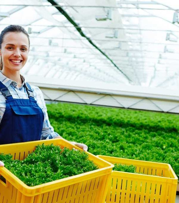 basf Salad greenhouse
