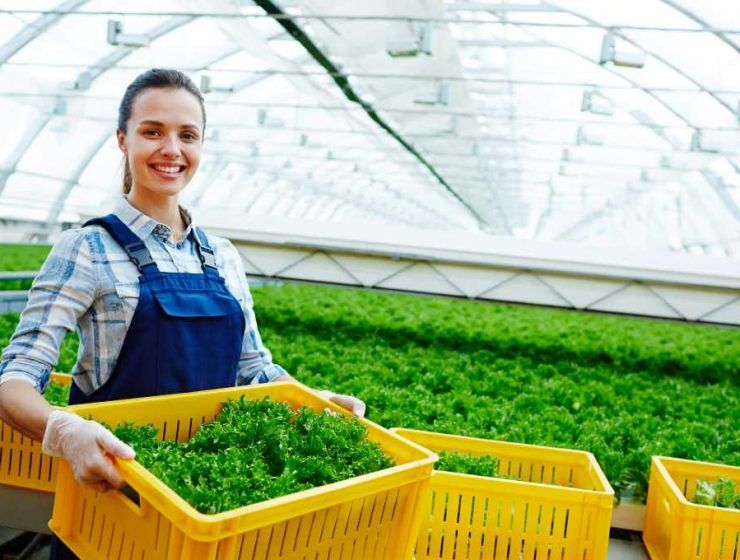 basf Salad greenhouse
