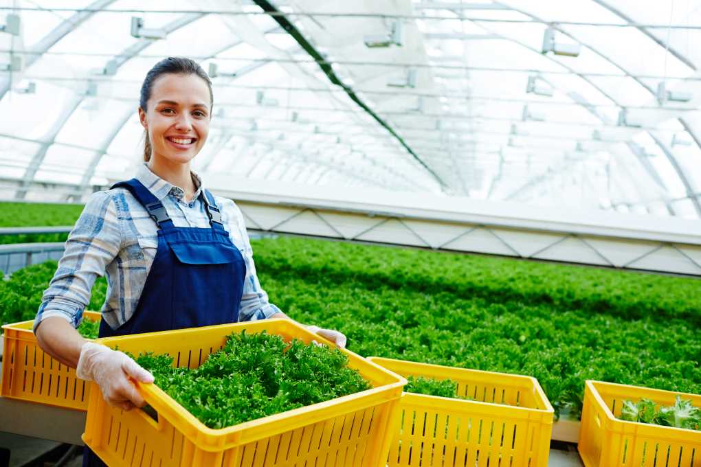 basf Salad greenhouse