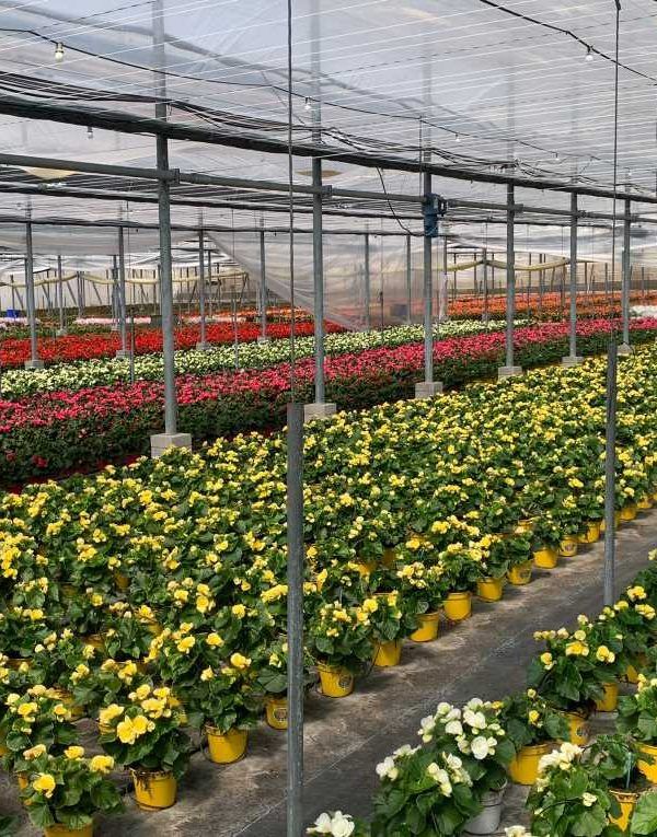 begonias