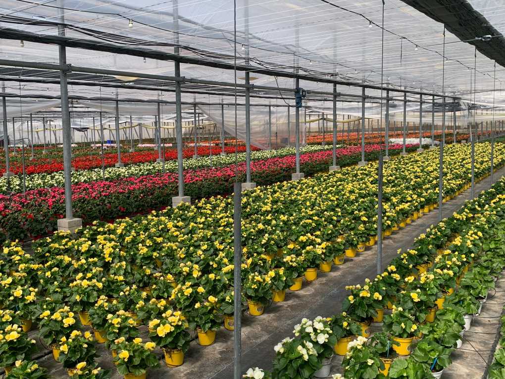 begonias