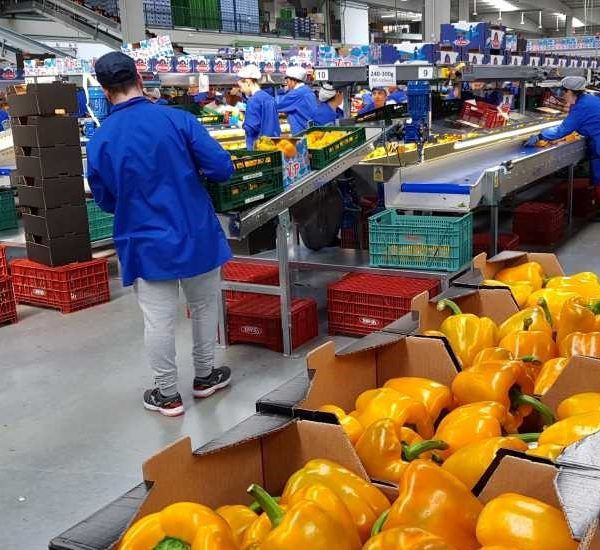 cooperativa empleo