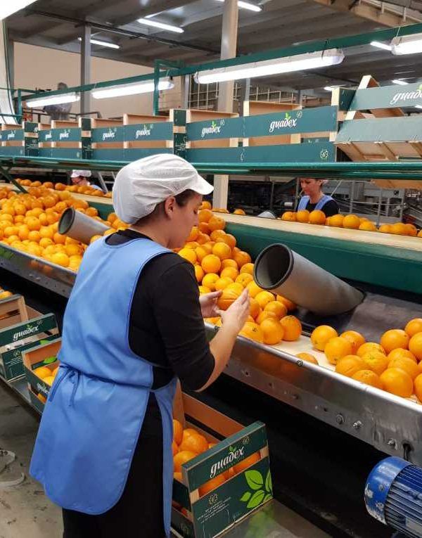cooperativa naranjas