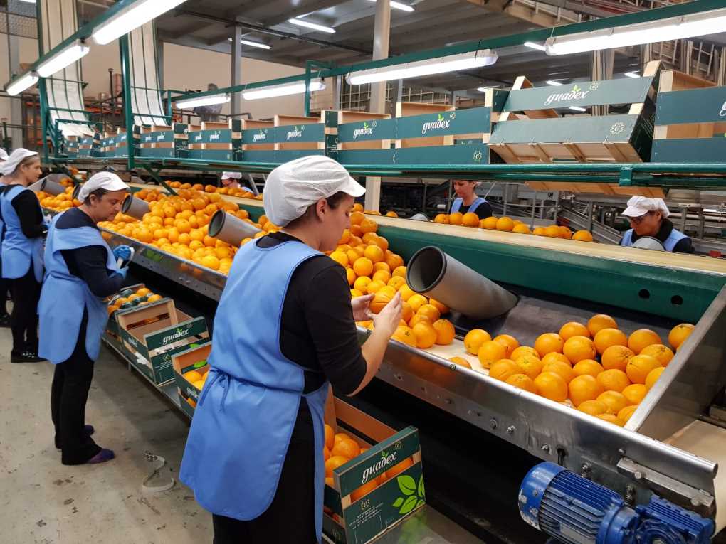 cooperativa naranjas