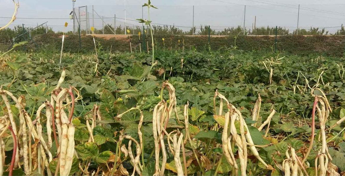 diverfarming