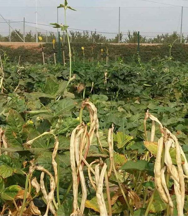 diverfarming