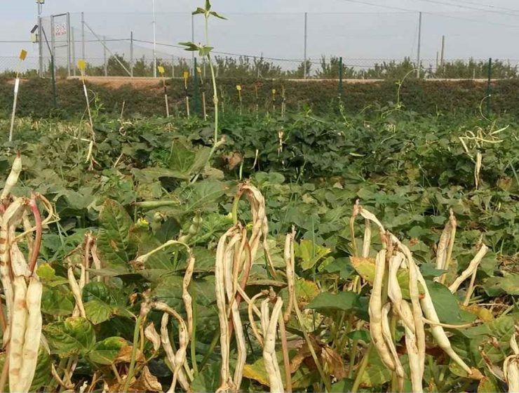 diverfarming
